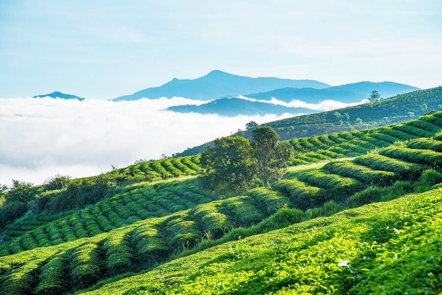 Nông Trường Trà Cầu Đất 1.650m